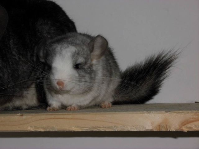Chinchillas in verschiedenen Farben zur Abgabe - Nagetiere Allgemein - Stockelsdorf