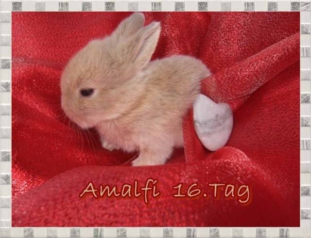 Niedliche kleinbleibende Miniwidder (NHD) Kaninchen Baby s - Hasen Kaninchen - München