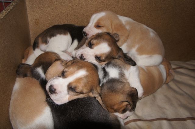 Beagle Welpen - Haustiere - Dornburg-Dorndorf