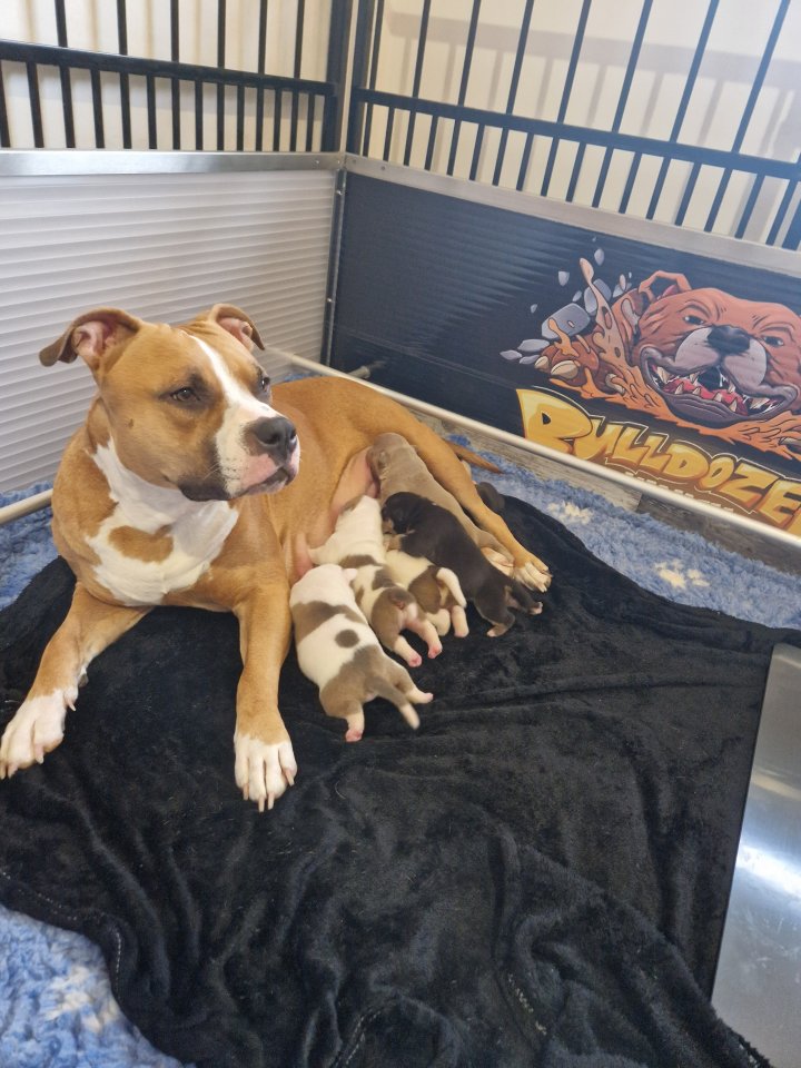 American Bully Welpen Standard / Classic - Hunde - Am Mellensee