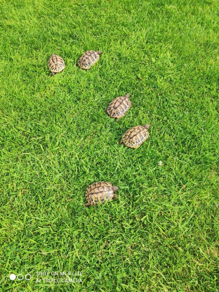 Griechische Landschildkröten / Testudo hermanni NZ von 2022 - Reptilien - Wedemark