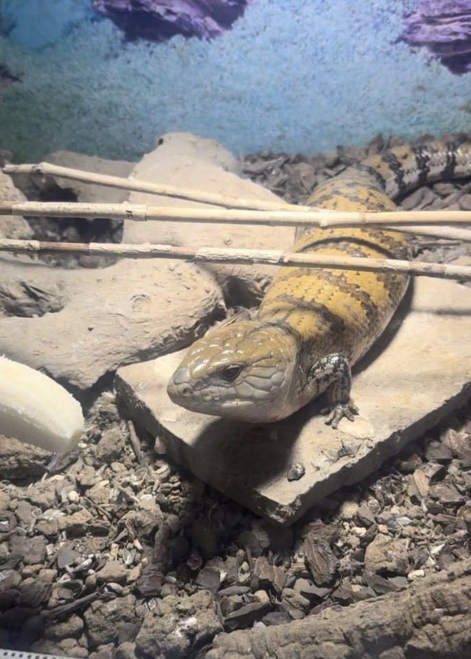 Blauzungenskink in gute Hände abzugeben - Reptilien - Göttingen