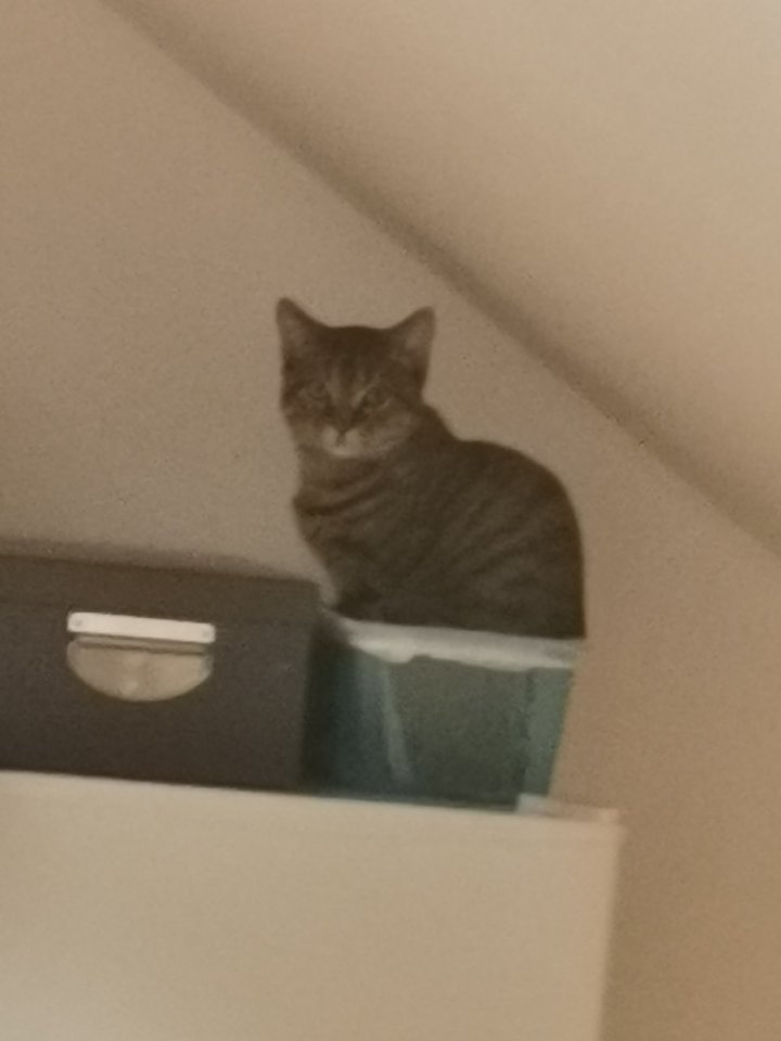 Europäische kurzhaar - Katzen - Aachen 