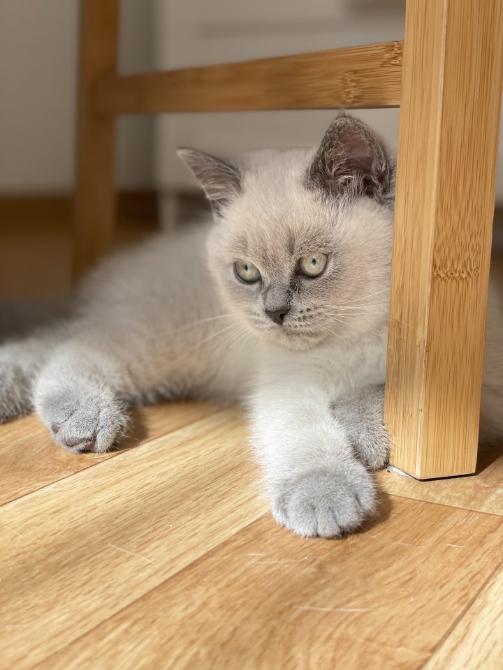 BKH British Kurzhaar reinrassig Blue Point Lilac Point - Katzen - Bremen