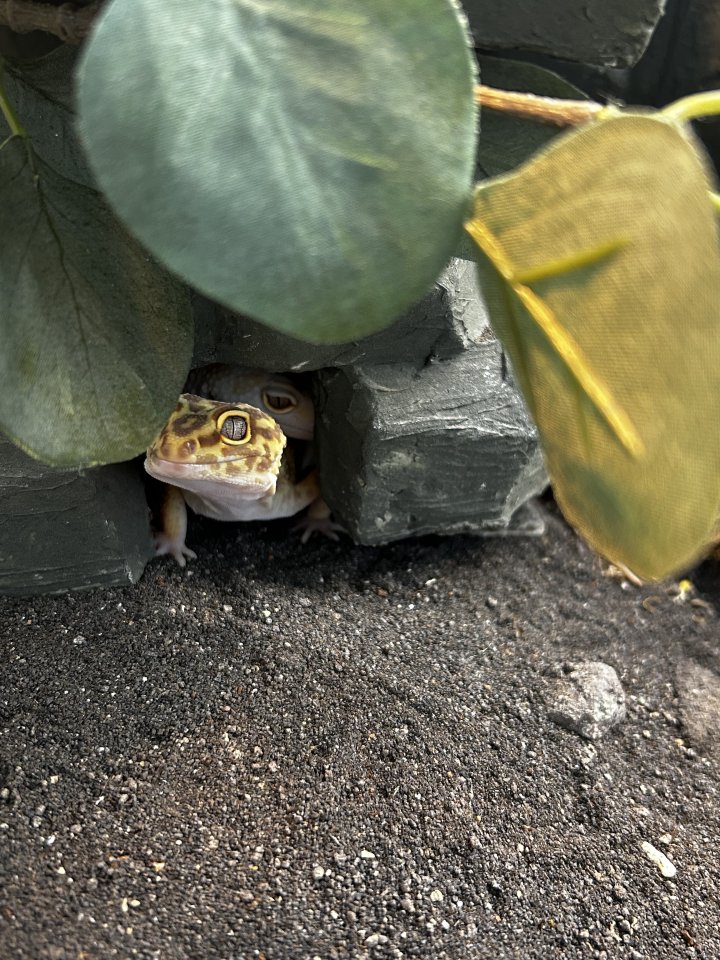 2 Leopardgeckos weiblich (dringend) - Reptilien - Traunstein