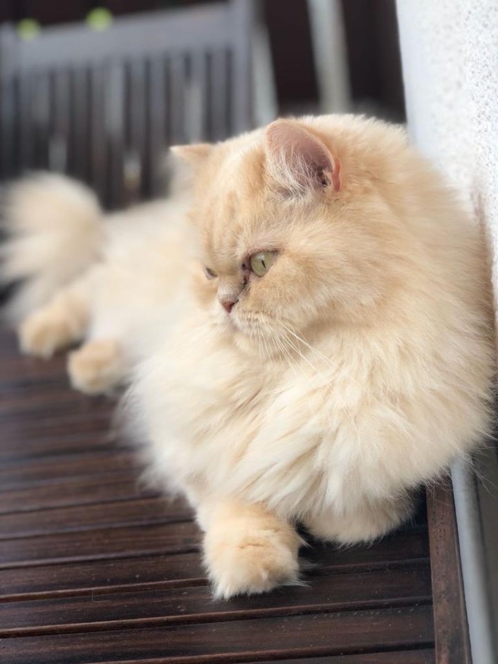 Perser Colorpoint - creme weiß - Katzen - Klingenberg