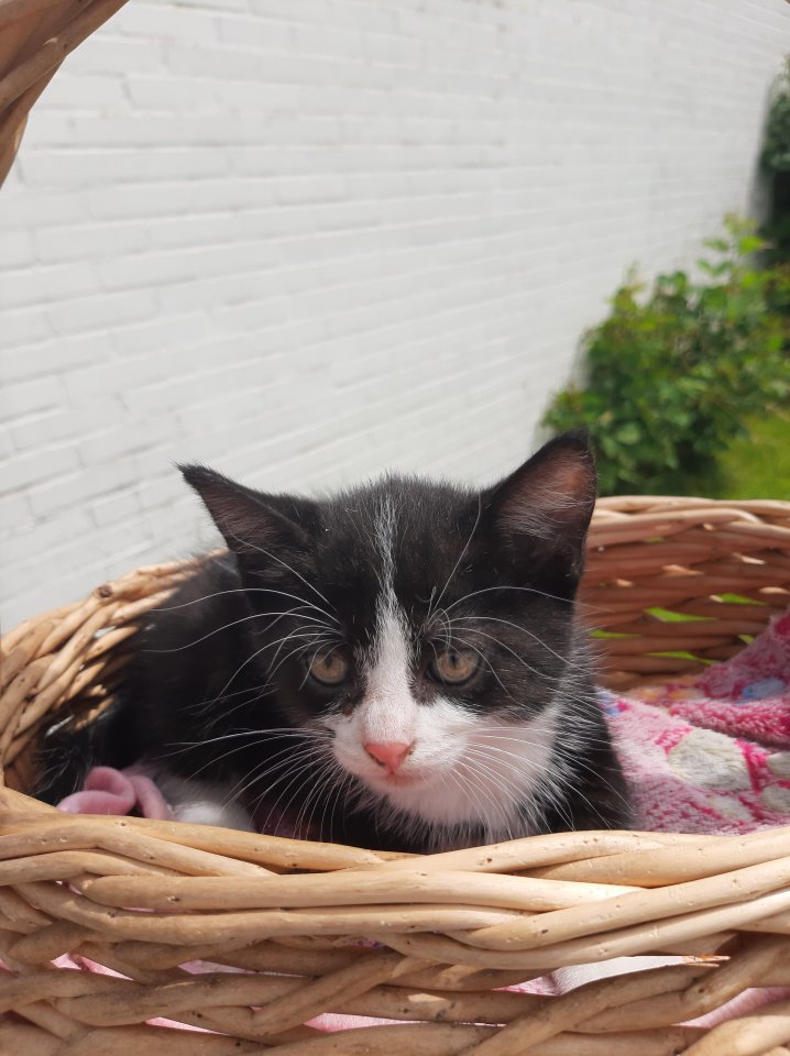 Liebevolles Kätzchen in Gute Hände abzugeben - Katzen - Westerstede