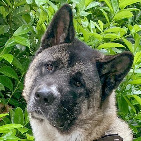 KENDO - männlich 3 Jahre 69 cm 36 kg American Akita Gechipt Kastriert - Hunde - Lauf an der Pegnitz KENDO - männlich 3 Jahre 69 cm 36 kg American Akita Gechipt Kastriert - Hunde - Lauf an der Pegnitz