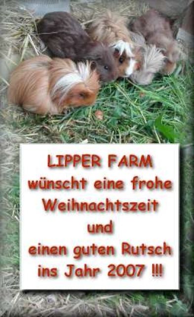 Lockige Baby-Meerschweinchen von 2006! :-) - Meerschweinchen - Leopoldshoehe