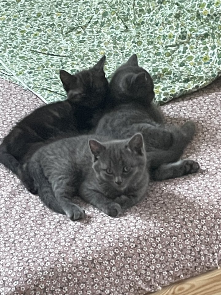 BKH Kätzchen Kitten Katze - Katzen - wurmlingen