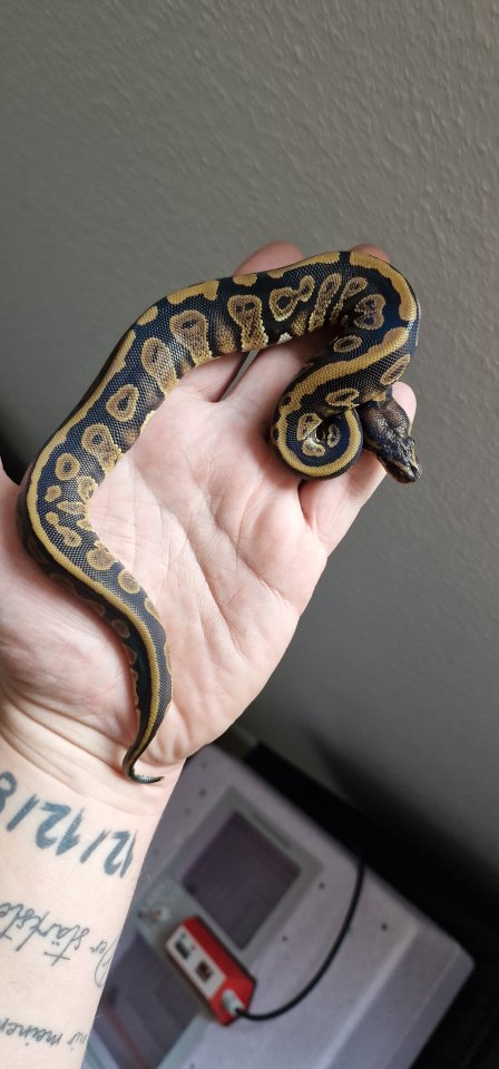 2.2 Mahogany het albino königspython - Reptilien - Emstek