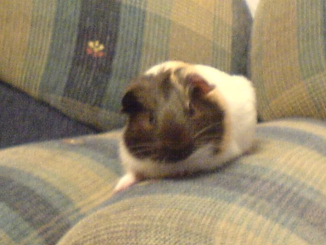 Verkaufe junge Meerschweinchen - Meerschweinchen - Dortmund