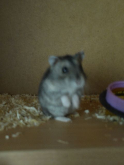 Dschungarische Zwerghamster aus Biozucht - Hamster - Rösrath