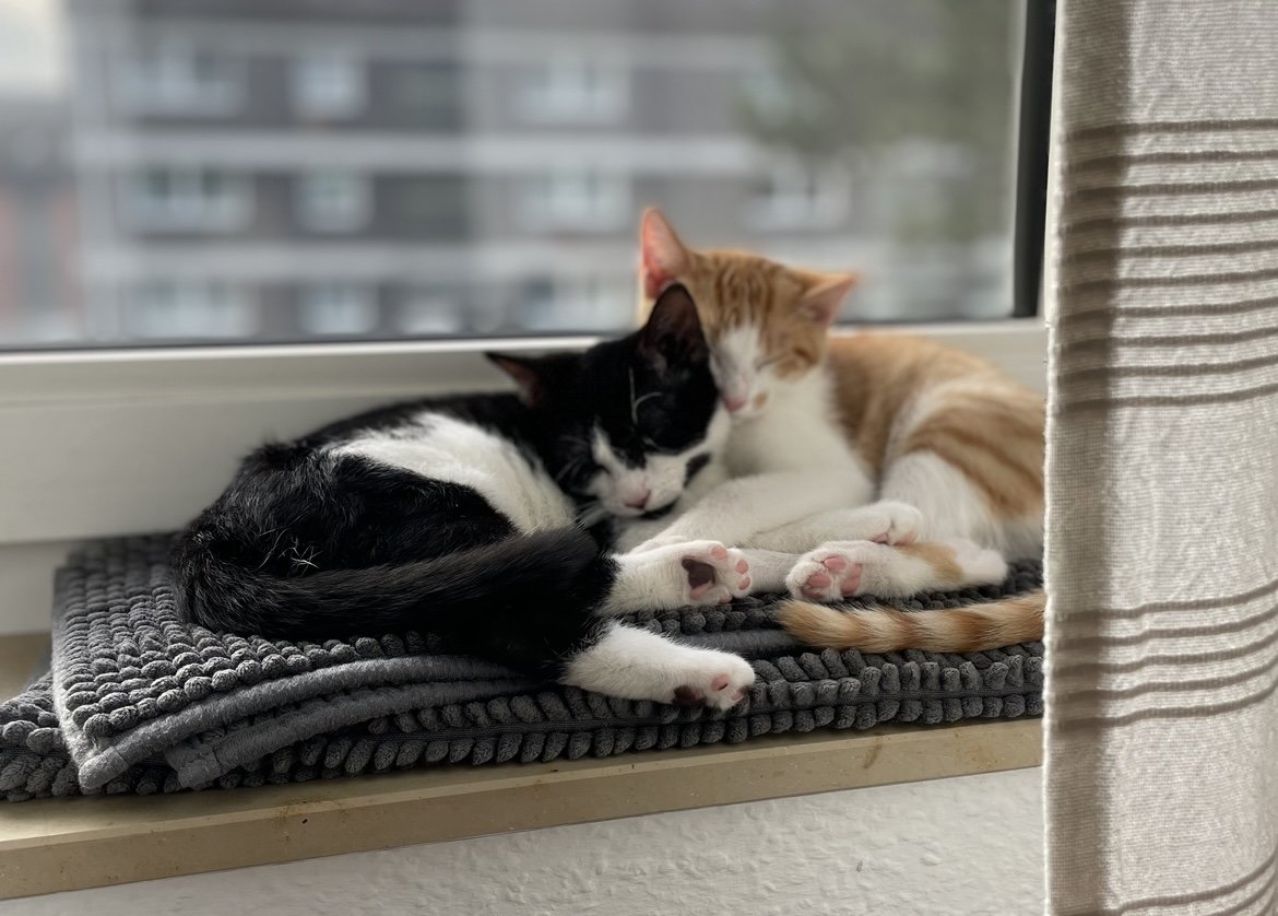 Weihnachtswunder benötigt! Katze und Kater (kastriert) 8 Monate suchen dringend  - Katzen - Recklinghausen
