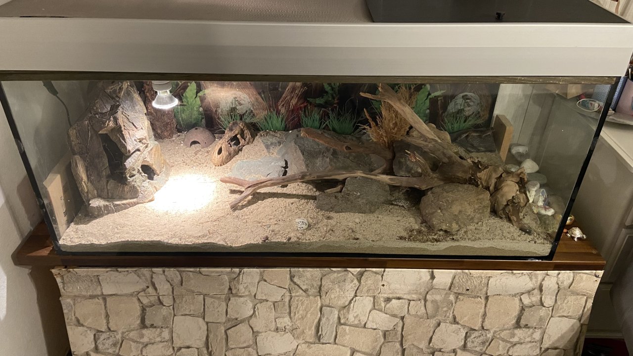 Terrarium mit 4 Leopardgeckos - Reptilien - Zwickau
