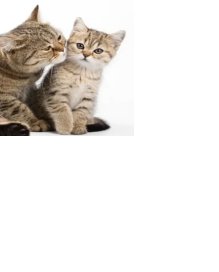 1 kleines Kätzchen mit langen Haaren abzugeben - Katzen - Mannheim