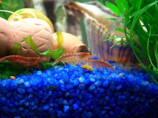 Für Liebhaber und Kenner - Aquarien und Zubehoer - herne