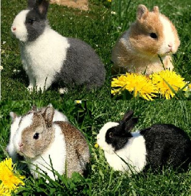 Kleine Farbenzwerge und Zwerglöwen Kaninchen abzugeben. - Hasen Kaninchen - Kirchberg