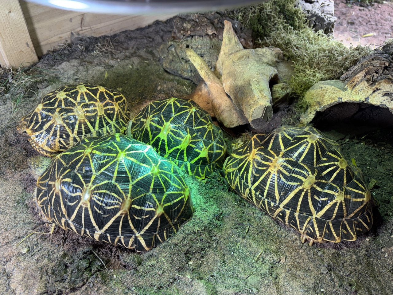 Gruppe Sternschildkröten 1,3 Geochelone elegans - Reptilien - Magdeburg