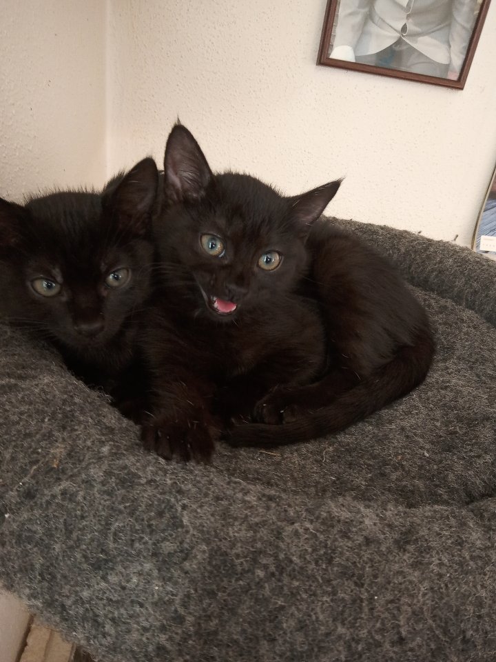 Katzenkinder suchen ein Zuhause - Katzen - Urbach