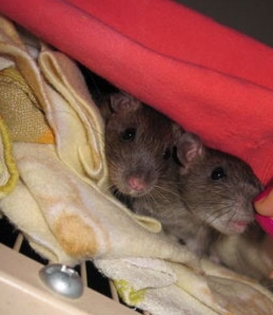 Wilde, handzahme Ratten!!! - Ratten - Osnabrück