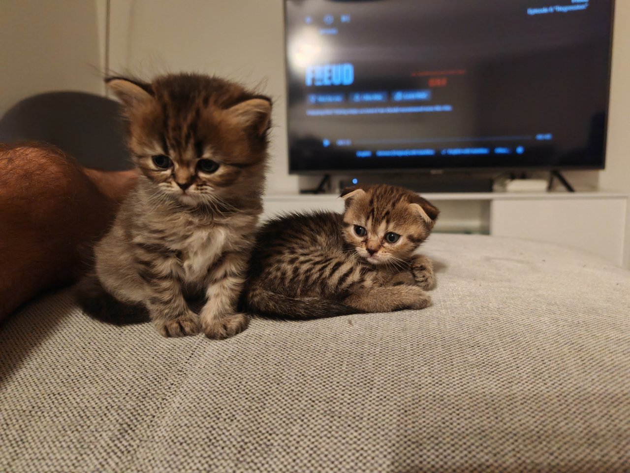 4 BKH Kitten in Köln abzugeben - Katzen - Köln