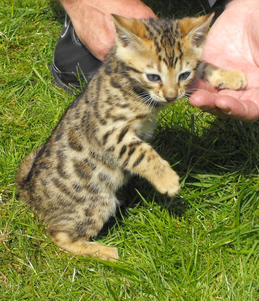 Bengalkitten mit Stammbaum - Katzen - Mitte, Tiergarten