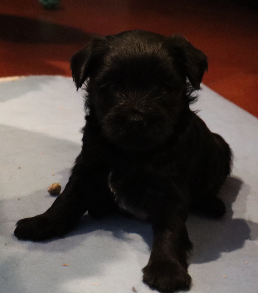 Reinrassige Tibet TerrierWelpen mit Papieren - Hunde - Berndorf