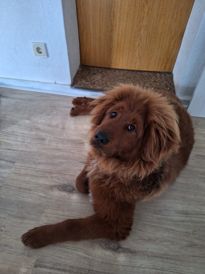 Do Khyi Hündin, reinrassig, 5 Monate - Hunde - Neuruppin