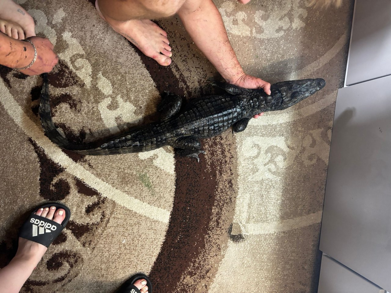 0.1 caiman crocodilius - Reptilien - Polen 