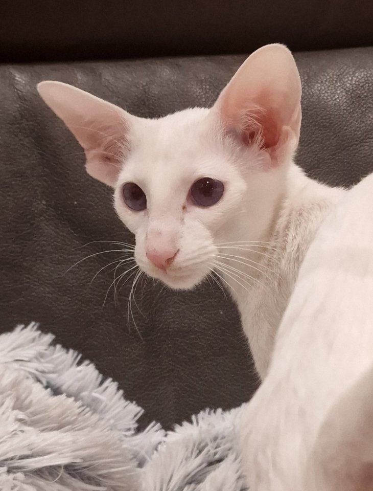 Erwachsene Siam sucht Lebensplatz - Katzen - Berlin