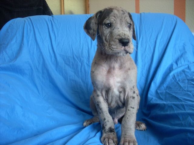 Deutsche Dogge Welpen suchen ein Zuhause