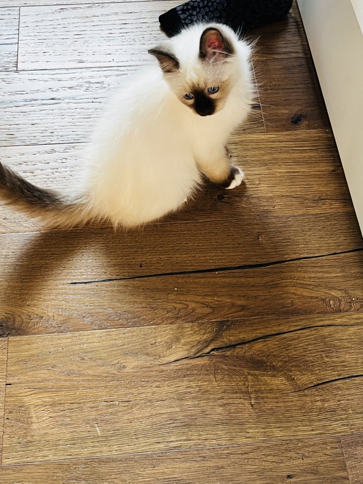 Heilige Birma Kitten Kater Katze  - Katzen - Münster 