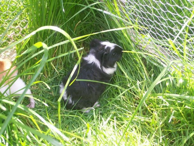 Junge Meerschweinchen - Meerschweinchen - Schauenburg