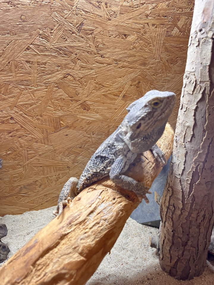 Bartagame Opa Bert - Reptilien - Neustadt an der Weinstraße