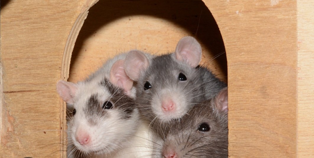 Männliche Farbratten - Nagetiere - Chemnitz