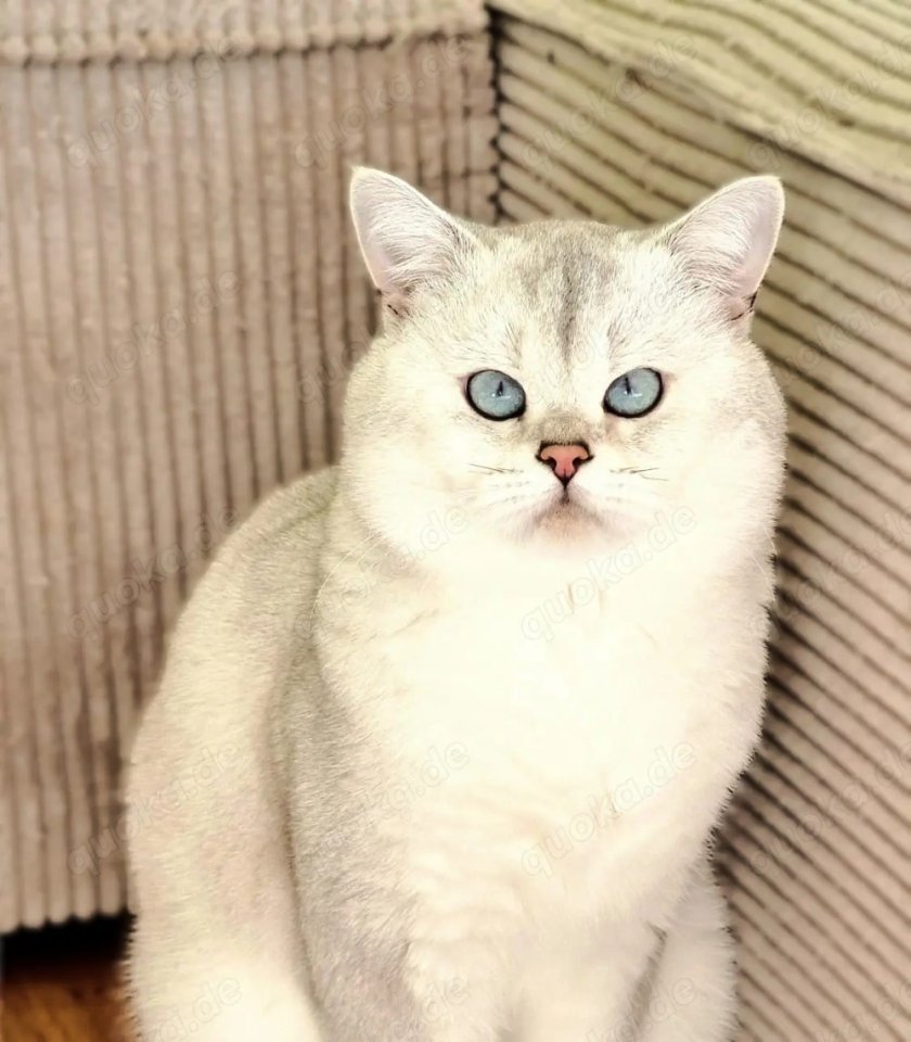 Deckkater Stammbaum blauen Augen BKH Farbe seal-silver-shaded-point ns 11-33 - Katzen - Baden-Baden