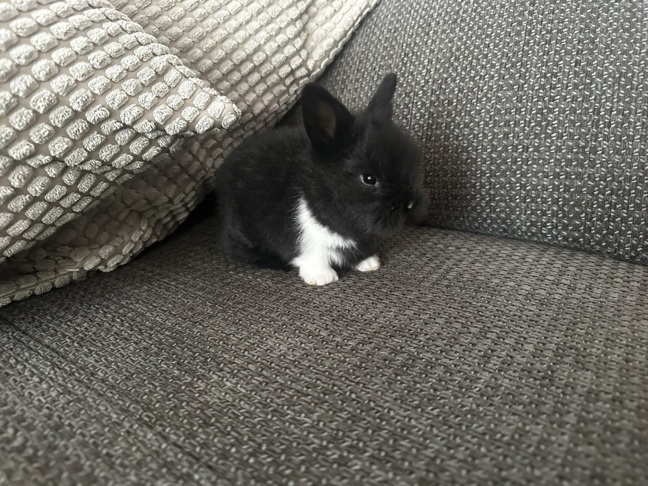 Kleine Löwenkopfkaninchen Babys - Nagetiere - Dietzenbach