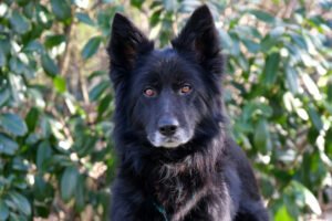 LAUNA -  weiblich  6 Jahre  56 cm  20 kg  Groenendale-Mix  Gechipt  Kastriert - Hunde - Lauf an der Pegnitz