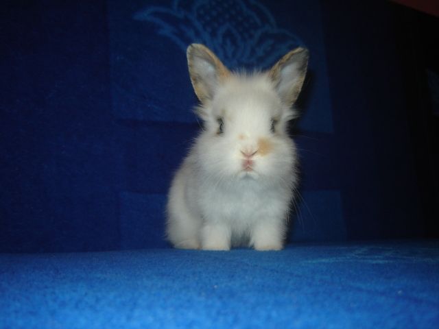 Löwenkopfkaninchen - Hasen Kaninchen - Wegscheid