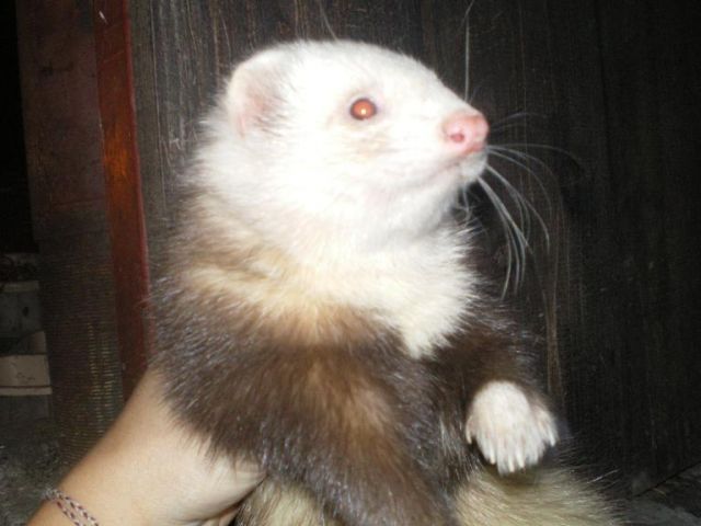 Frettchen in siam und harlekin - Frettchen - 