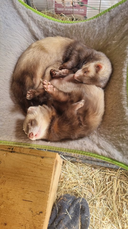 Suchen ein neues Zuhause Frettchen - Nagetiere - Inden