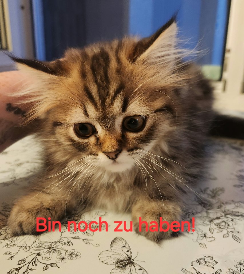 Kätzchen Weibchen zu  verkaufen - Katzen - Blankenrath