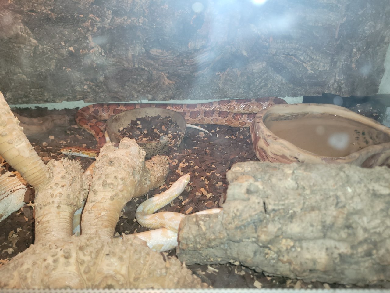 Kornnatter zu verkaufen - Reptilien - Recklinghausen