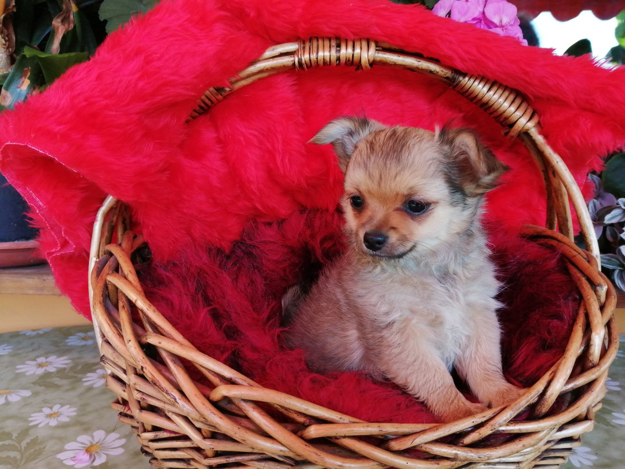 Süße Chihuahua-Welpen - Hunde - Pfarrkirchen