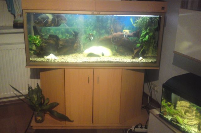 Aquarium auflösung 250l becken mit fische unterschrank und 8 weiteren becken un - Aquarien und Zubehoer - Liebenwalde