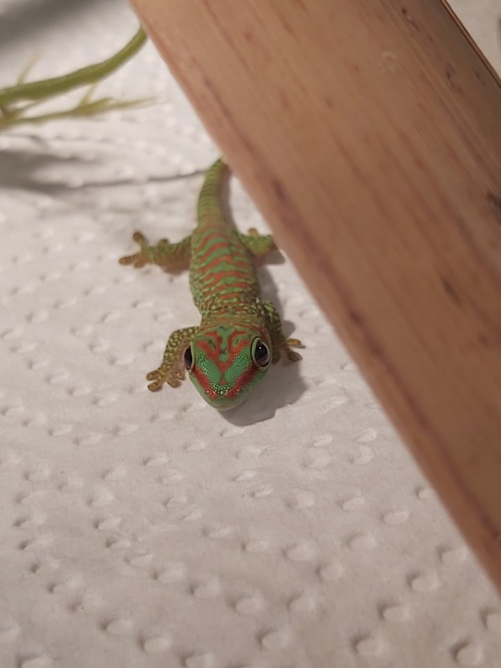Phelsuma grandis - Madagaskar Taggecko - Reptilien - Zschorlau