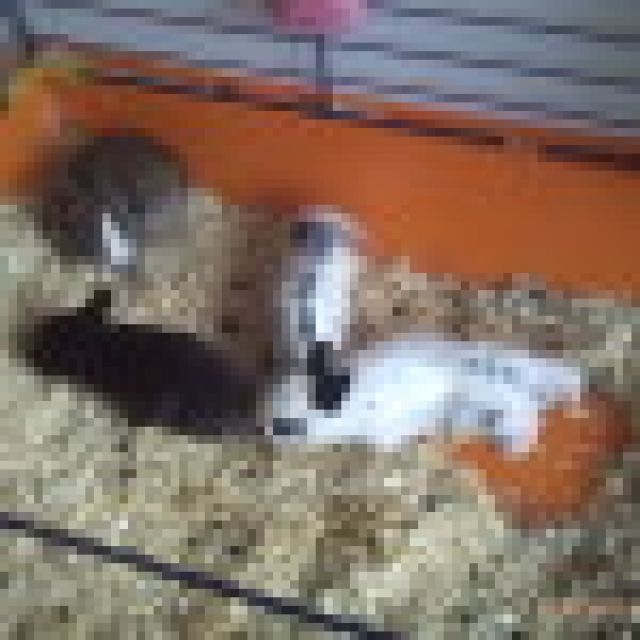 Zwergkaninchen zu verkaufen - Hasen Kaninchen - Malsch Kreis Karlsruhe