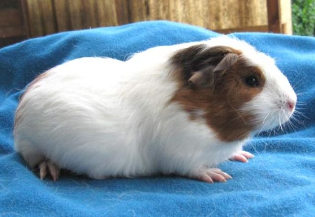 CUYS - Riesenmeerschweinchen - 2 Mädels abzugeben - Meerschweinchen - Borna