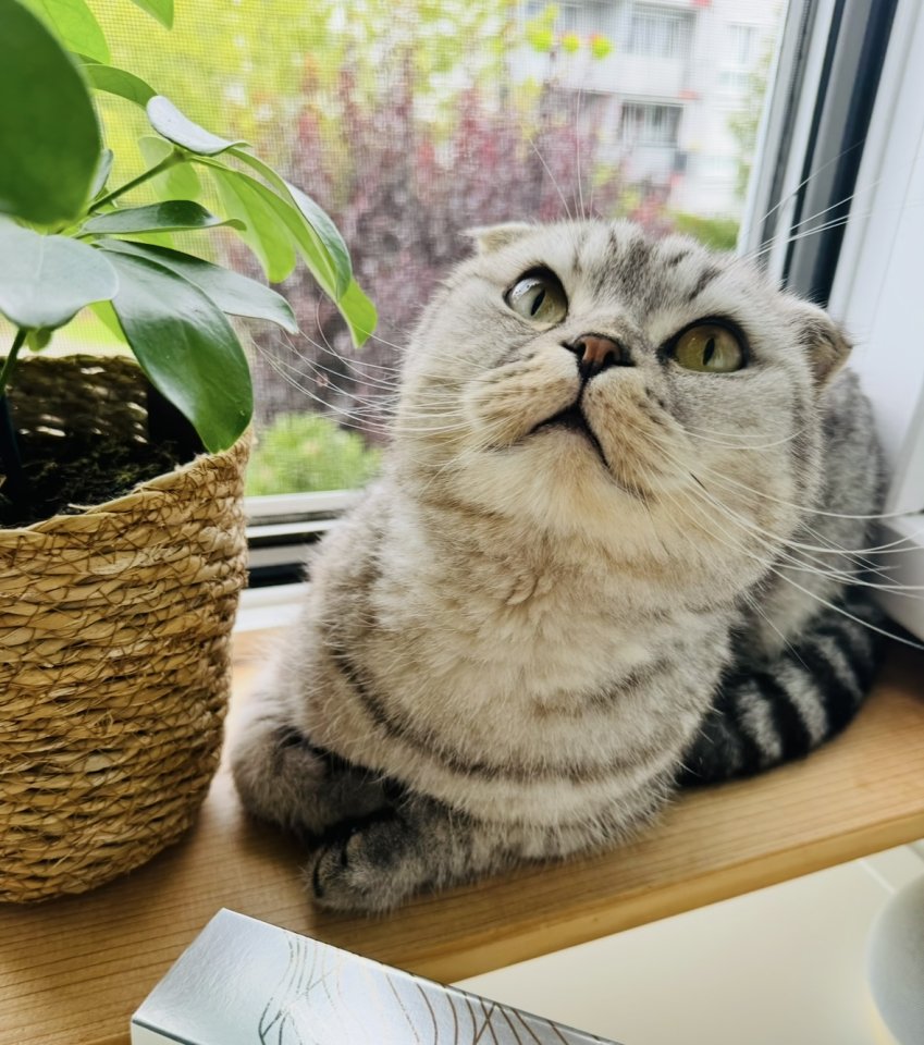 BKH SF Katerchen sucht neues Zuhause - Katzen - Kornwestheim